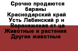 Срочно продаются бараны - Краснодарский край, Усть-Лабинский р-н, Воронежская ст-ца Животные и растения » Другие животные   